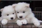 Absolutely Stunning Samoyed Puppies