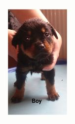 Top Quality Rottweiler Pups No Papers