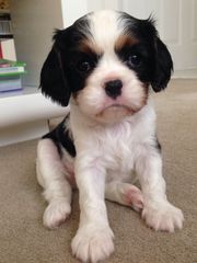 King Charles Cavalier Puppies For Sale