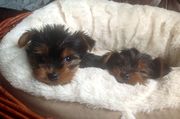 Tea Cup Toy Yorkshire Terrier Puppies For Sale